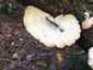 Sugaras likacsosgomba (Neofavolus alveolaris), Somogy